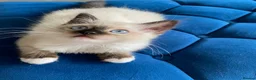 Ragdoll cats for sale: 4 TICA Registered Ragdoll girls available - Advert 20