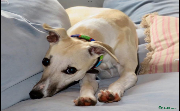 Whippet dogs - Advert 2