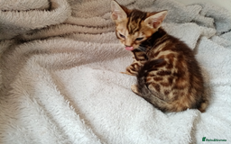 Mixed Breed cats for sale: Lovely Ginger and Rosetted Kittens - Image 22