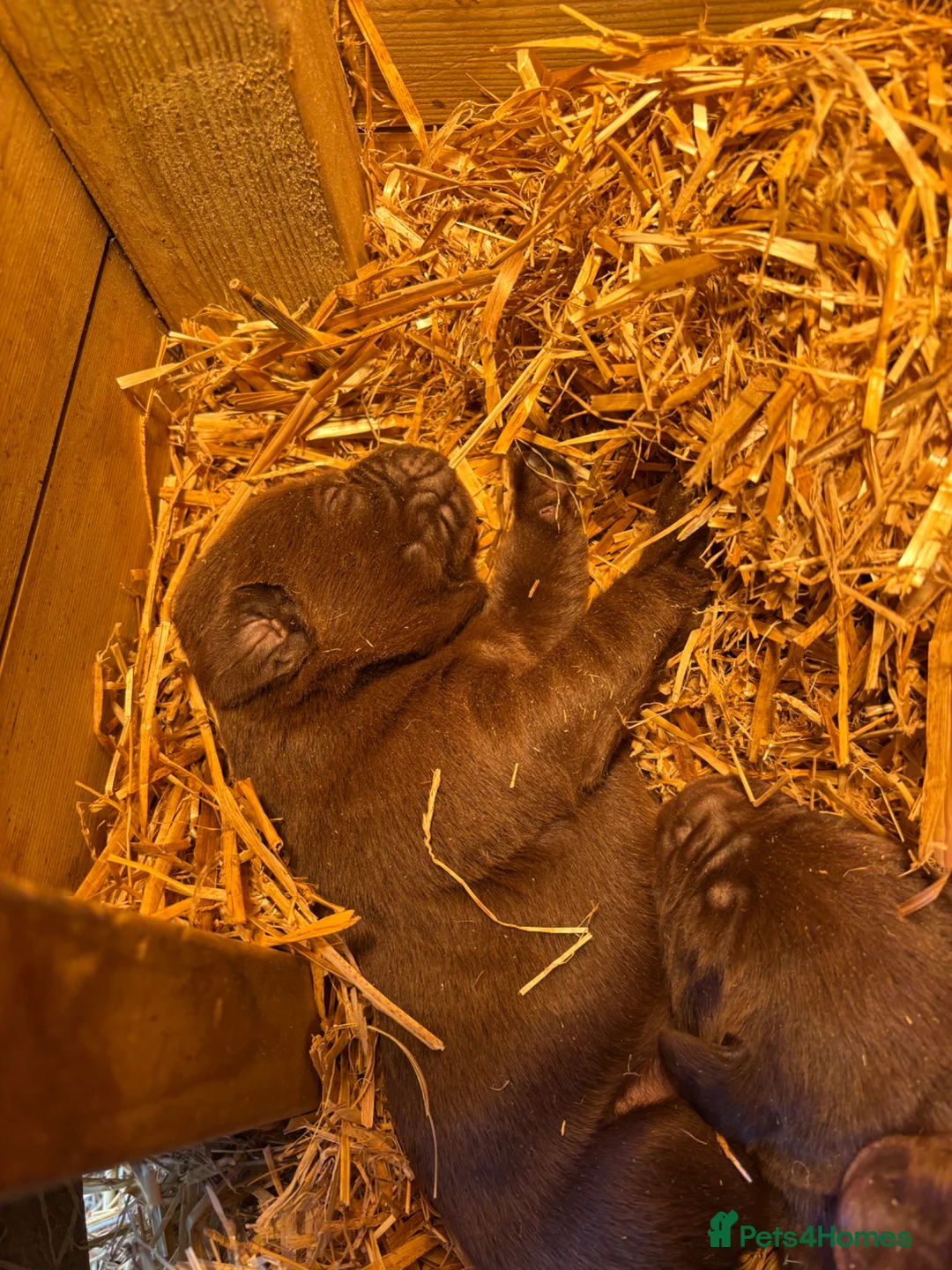 Labrador Retriever dogs for sale: Chocolate Labradors  in Penrith - Advert 9