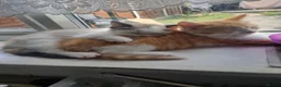 Mixed Breed cats for sale: Persian kittens  - Advert 8