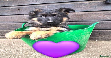 German Shepherd dogs - Advert 2