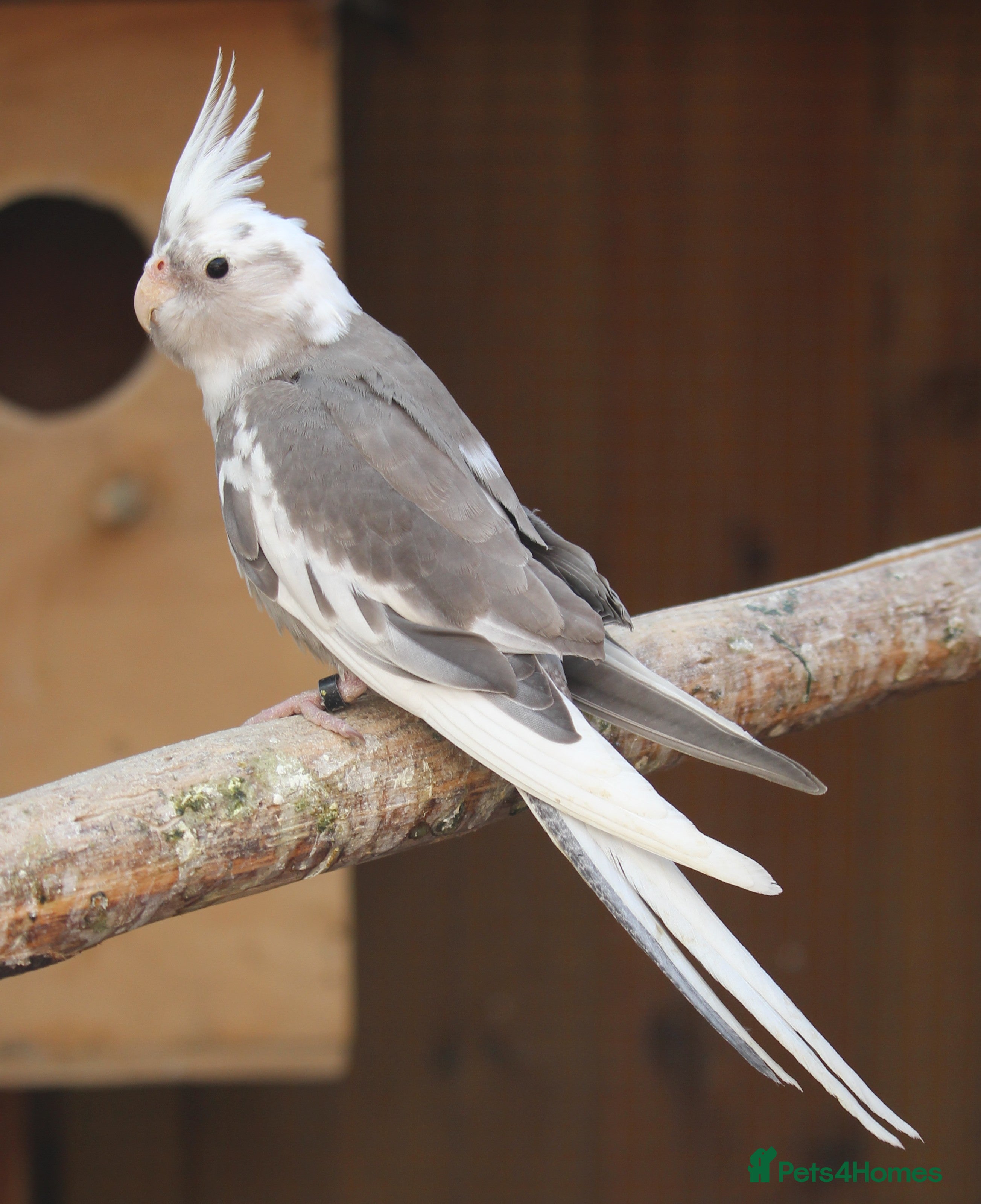 Cockatiels birds Young Whiteface Cockatiels for Sale in Southport - Advert 1