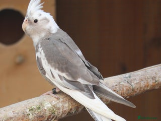 Cockatiels birds Young Whiteface Cockatiels for Sale in Southport - Advert 1