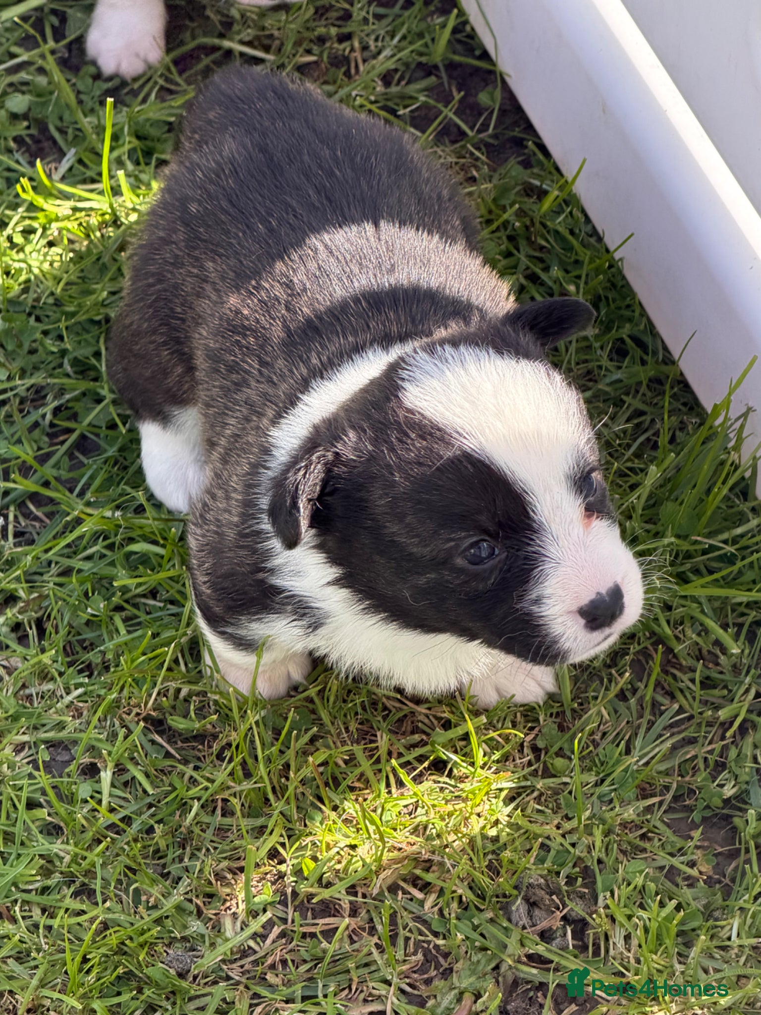 Welsh Corgi Cardigan dogs Stunning litter of Welsh cardigan corgi puppies  - Advert 8