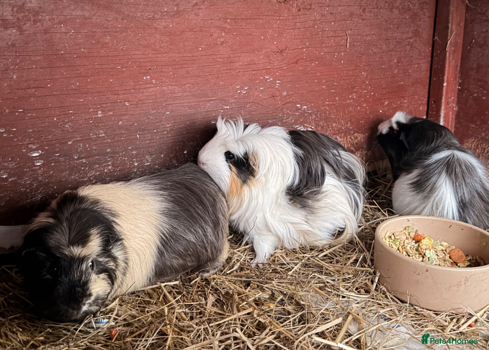 Guinea Pig rodents Exceptional show line civvies  - Advert 1