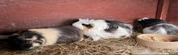 Guinea Pig rodents for sale: Exceptional show line civvies  in Neston - Advert 1