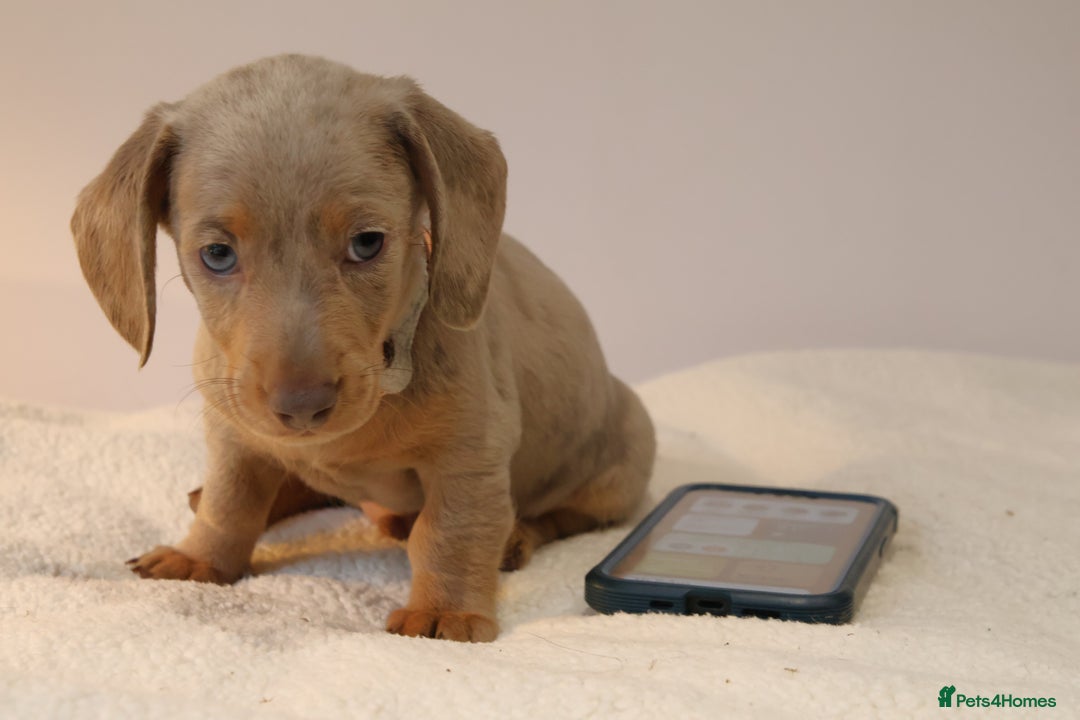 Miniature Dachshund dogs for sale:  🌟5StarsLicense+Holistic+KC+VetChecked+PRA Clear+ - Image 29