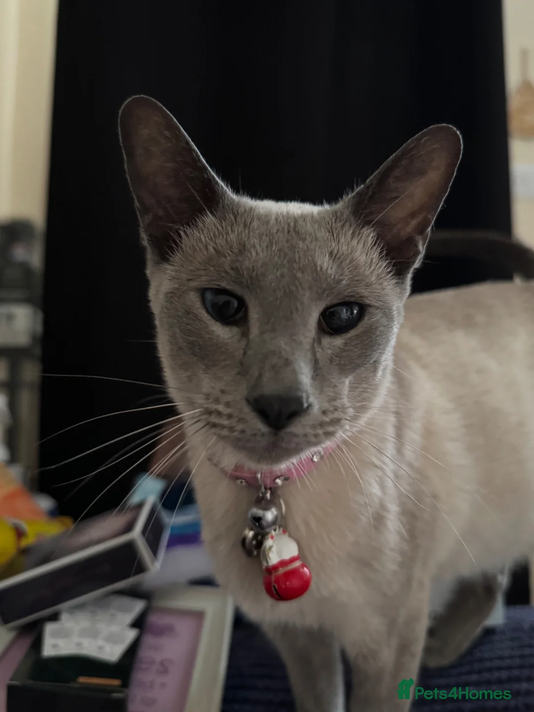 Mixed Breed cats for sale: Luce  - Advert 2