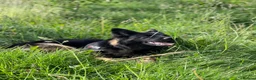 German Shepherd dogs for stud: Brenda 🇩🇪 in Leeds - Advert 2