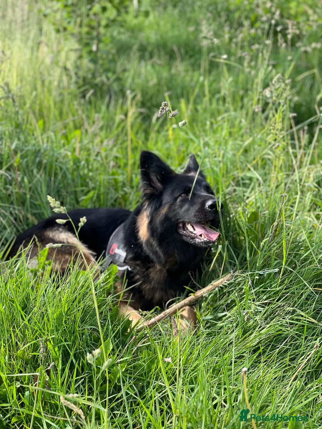 German Shepherd dogs for stud: Brenda 🇩🇪 in Leeds - Advert 2