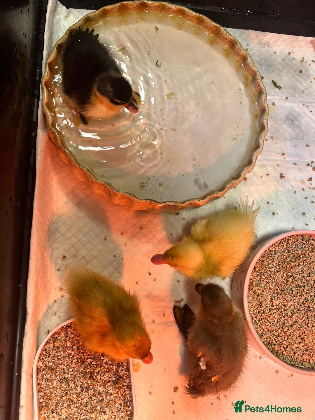Ducks poultry for sale: Magpie ducklings x 4  - Image 3