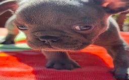 French Bulldog dogs for sale: Adorable French Bulldogs - Image 9