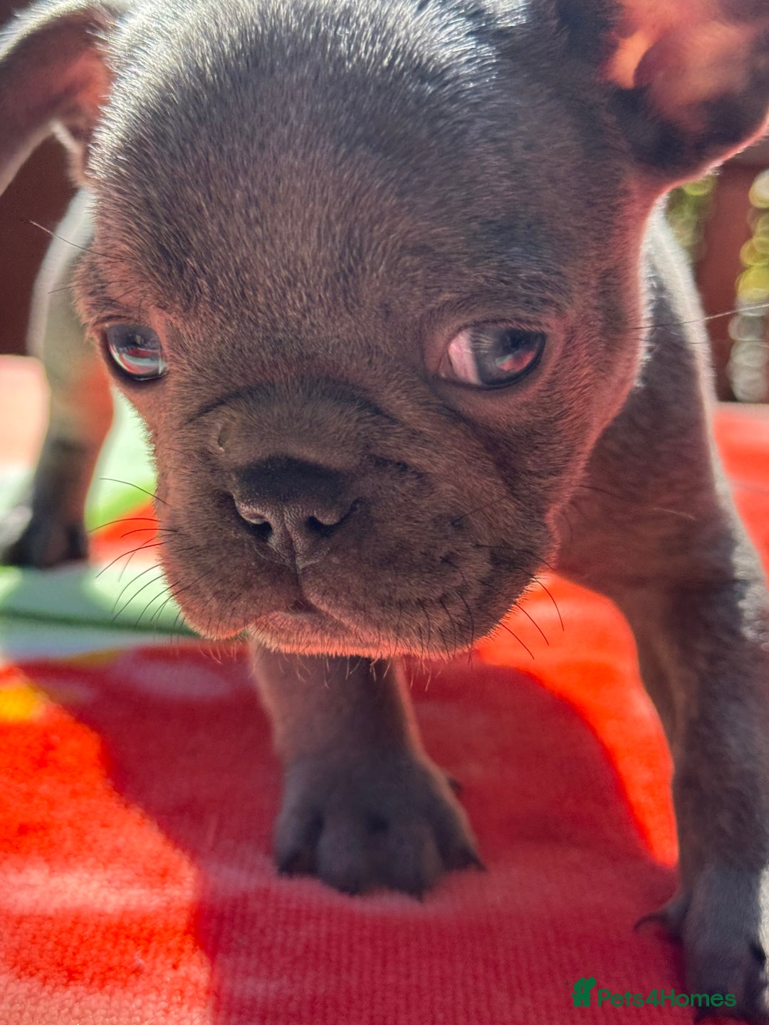 French Bulldog dogs for sale: Adorable French Bulldogs - Image 9
