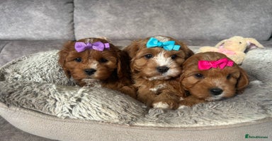Cavapoo dogs - Advert 3