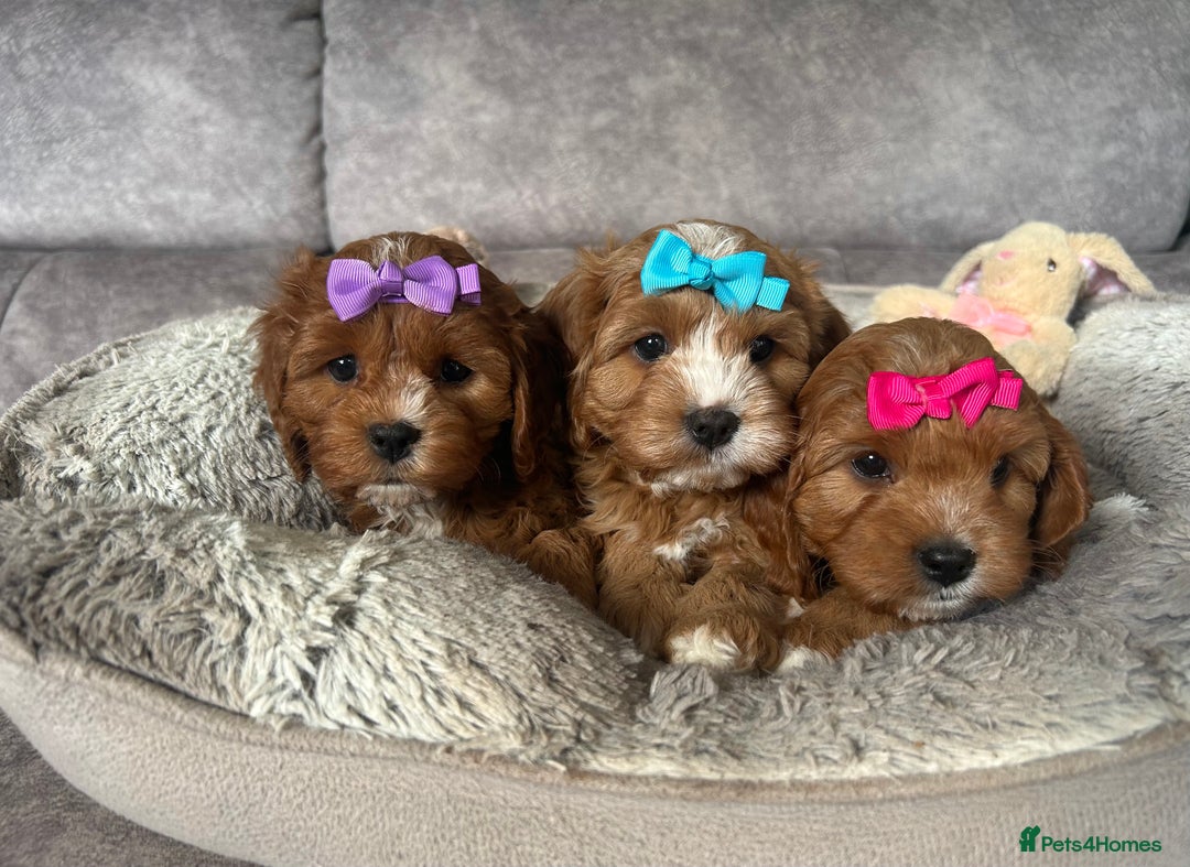 Cavapoo dogs for sale: Beautiful F1 Health Tested Red Cavapoo Puppies  - Image 3
