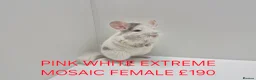 Chinchilla rodents for sale: STUNNING BABIES CHINCHILLA MIX COLOURS AND GENDER  in Sutton-in-Ashfield - Advert 12