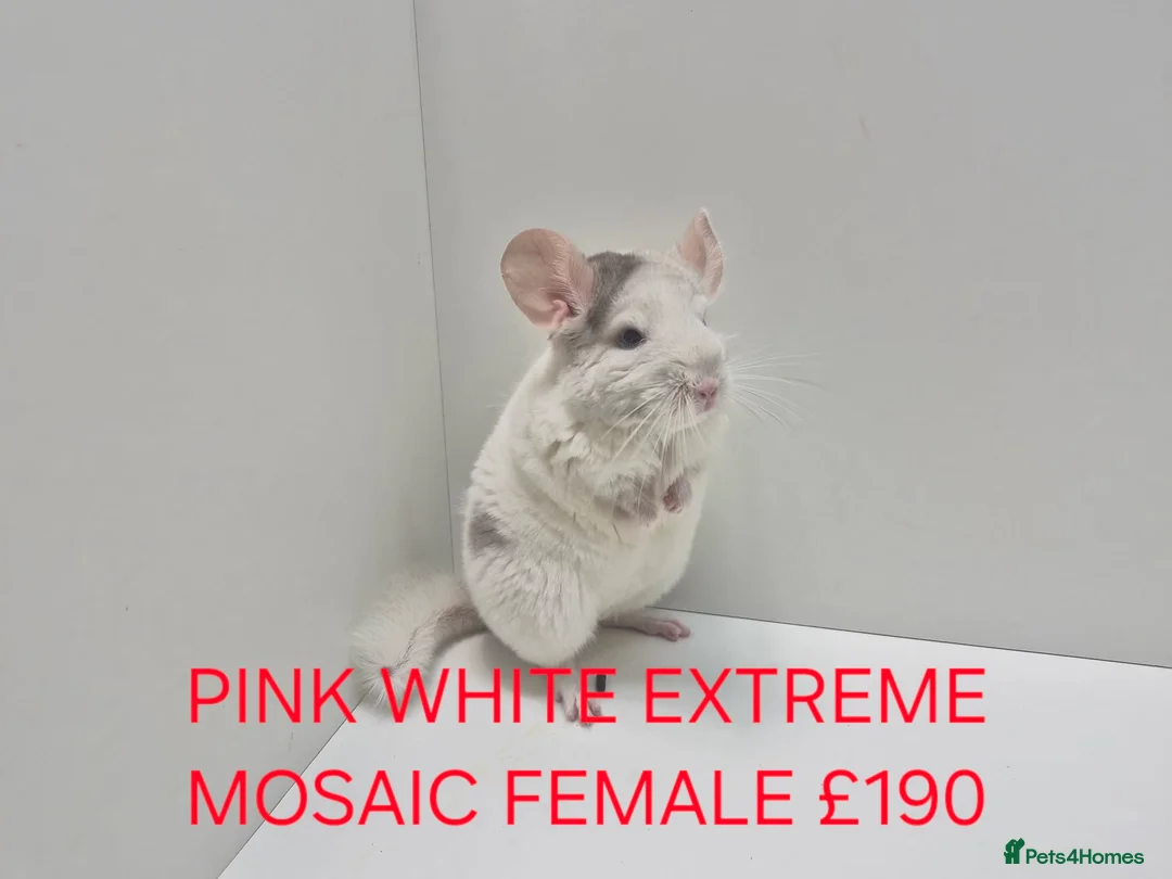 Chinchilla rodents for sale: STUNNING BABIES CHINCHILLA MIX COLOURS AND GENDER  in Sutton-in-Ashfield - Advert 12