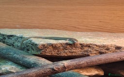Skink reptiles for sale: 6 week old Ocellated skinks - Image 4