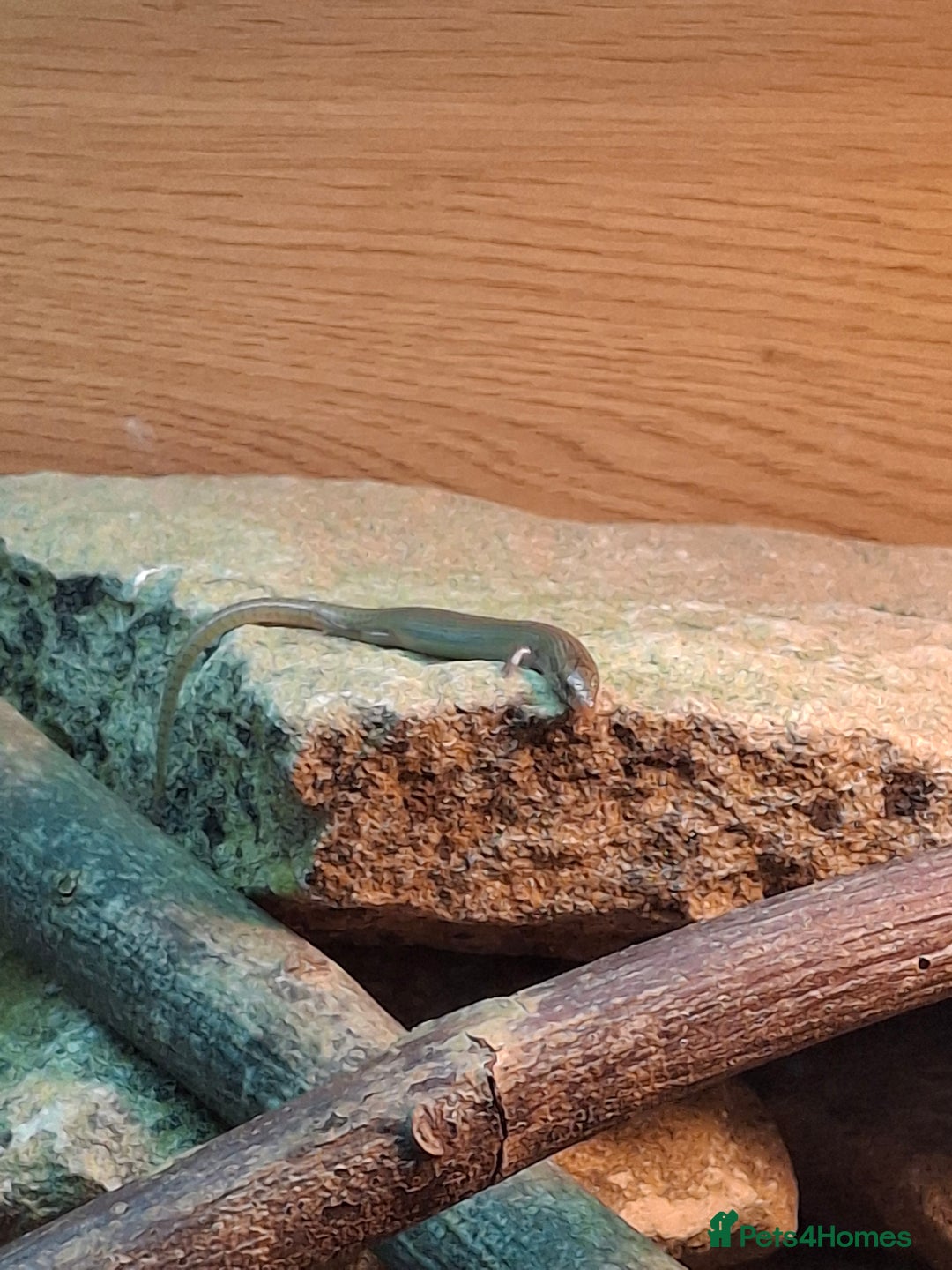 Skink reptiles for sale: 6 week old Ocellated skinks - Image 4