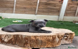 Staffordshire Bull Terrier dogs for sale: Quality Staffordshire Bull Terriers  - Image 16