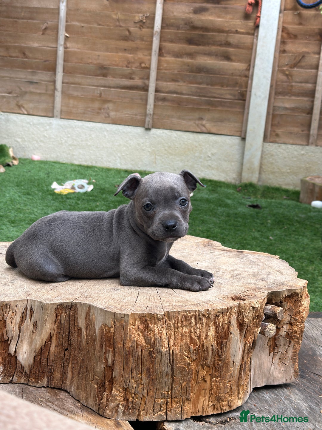 Staffordshire Bull Terrier dogs for sale: Quality Staffordshire Bull Terriers  - Image 16
