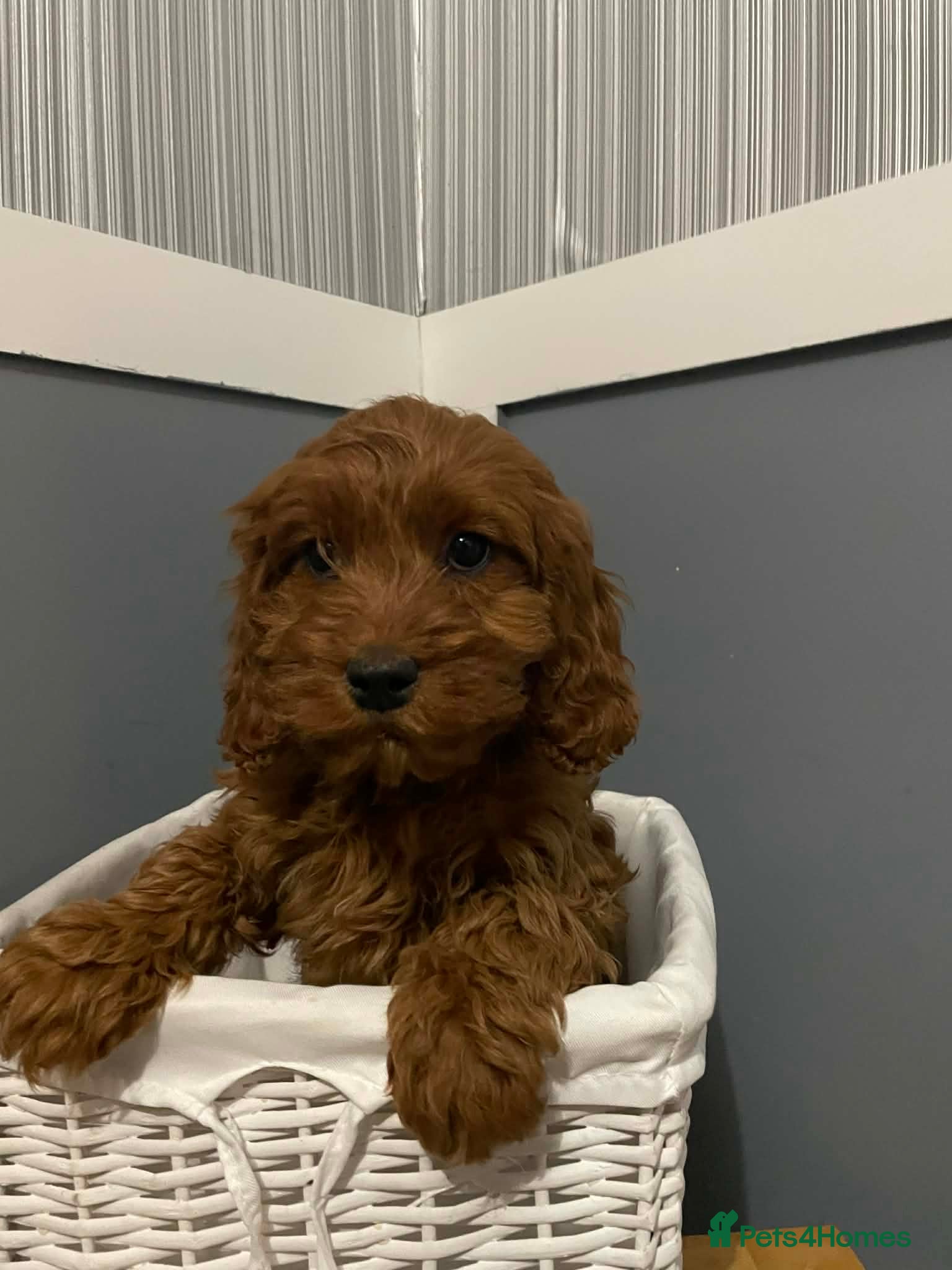 Cavapoo dogs 1 adorable Cavapoo girl puppie lefted - Advert 6