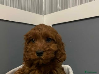 Cavapoo dogs 1 adorable Cavapoo girl puppie lefted - Advert 6