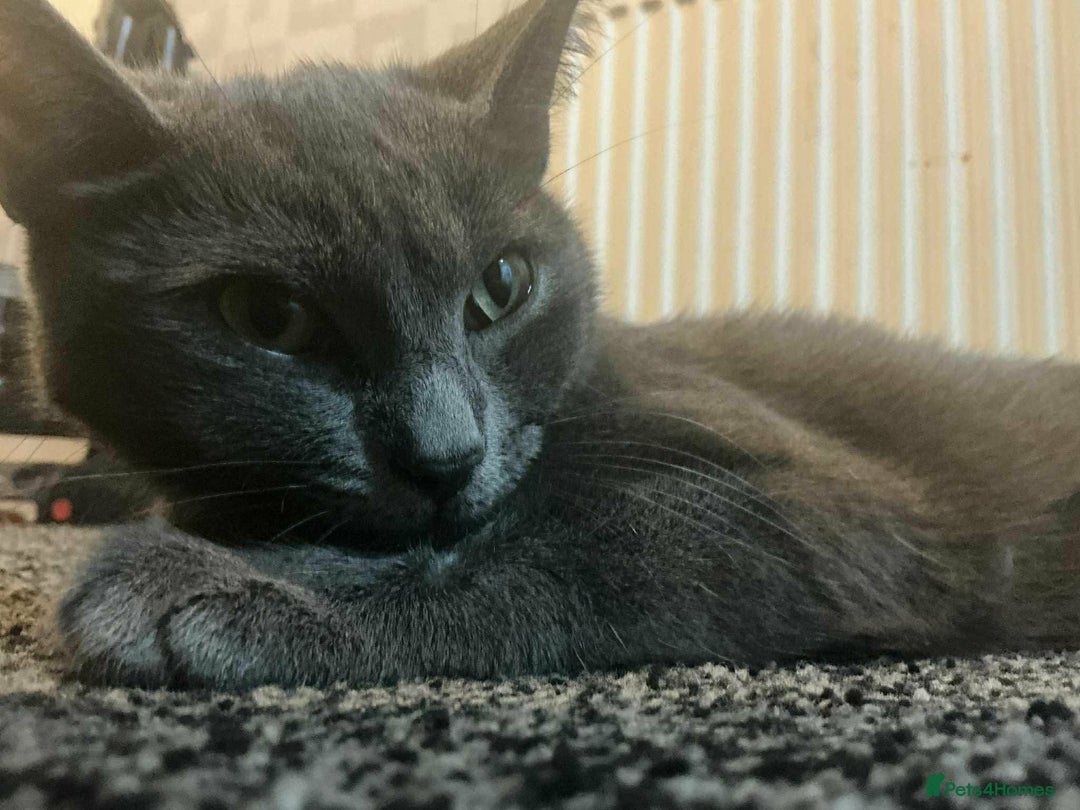 Mixed Breed cats for sale: 3 beautiful kittens for sale :)  - Advert 8