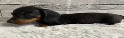 Miniature Dachshund dogs for sale: Miniature dachshund puppies  - Advert 8