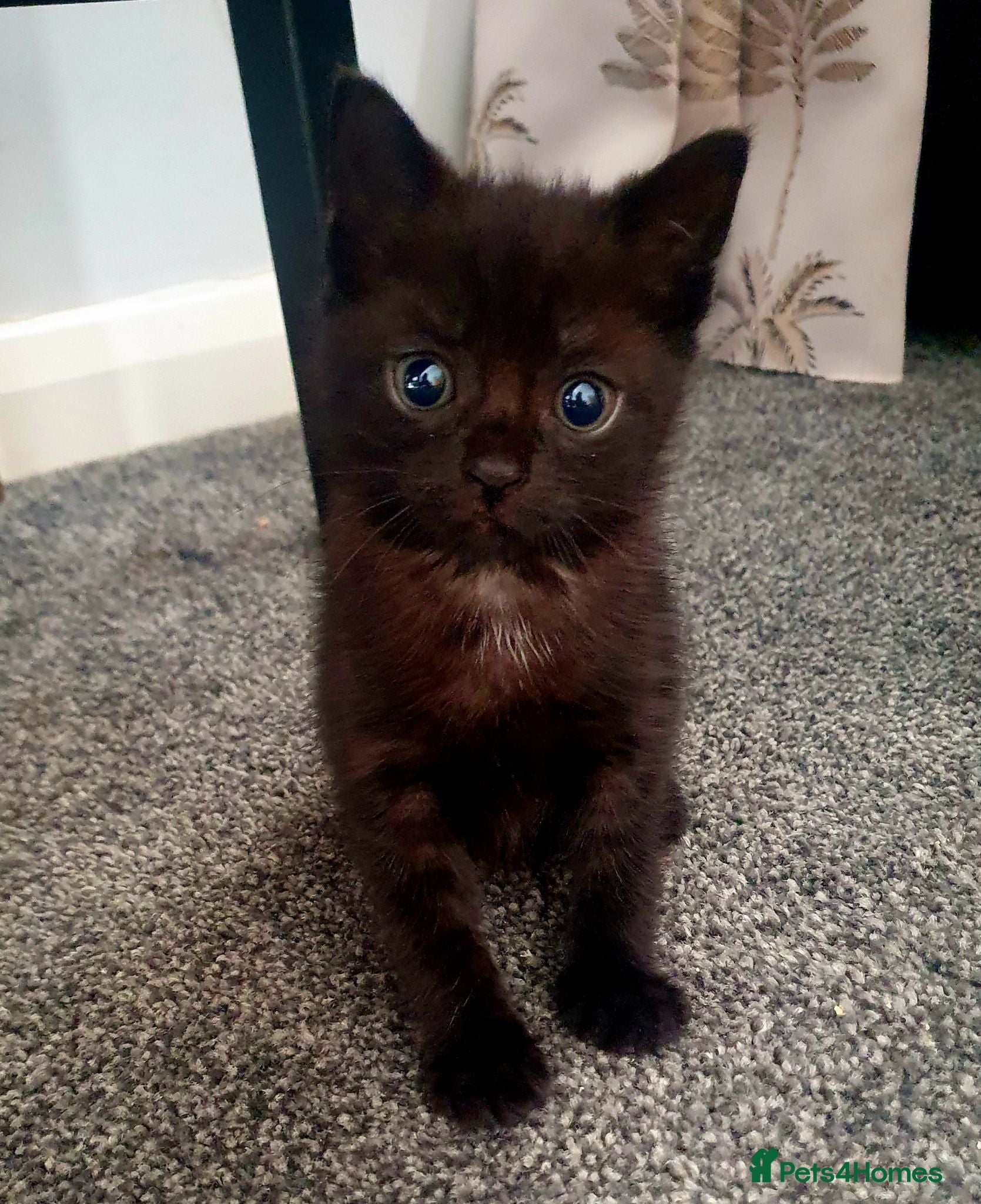 Mixed Breed cats Two Adorable Kittens Looking for Loving Homes - Advert 10