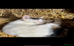 Mixed Breed cats for sale: Black, black/white kittens from 8 weeks & upwards - Image 3
