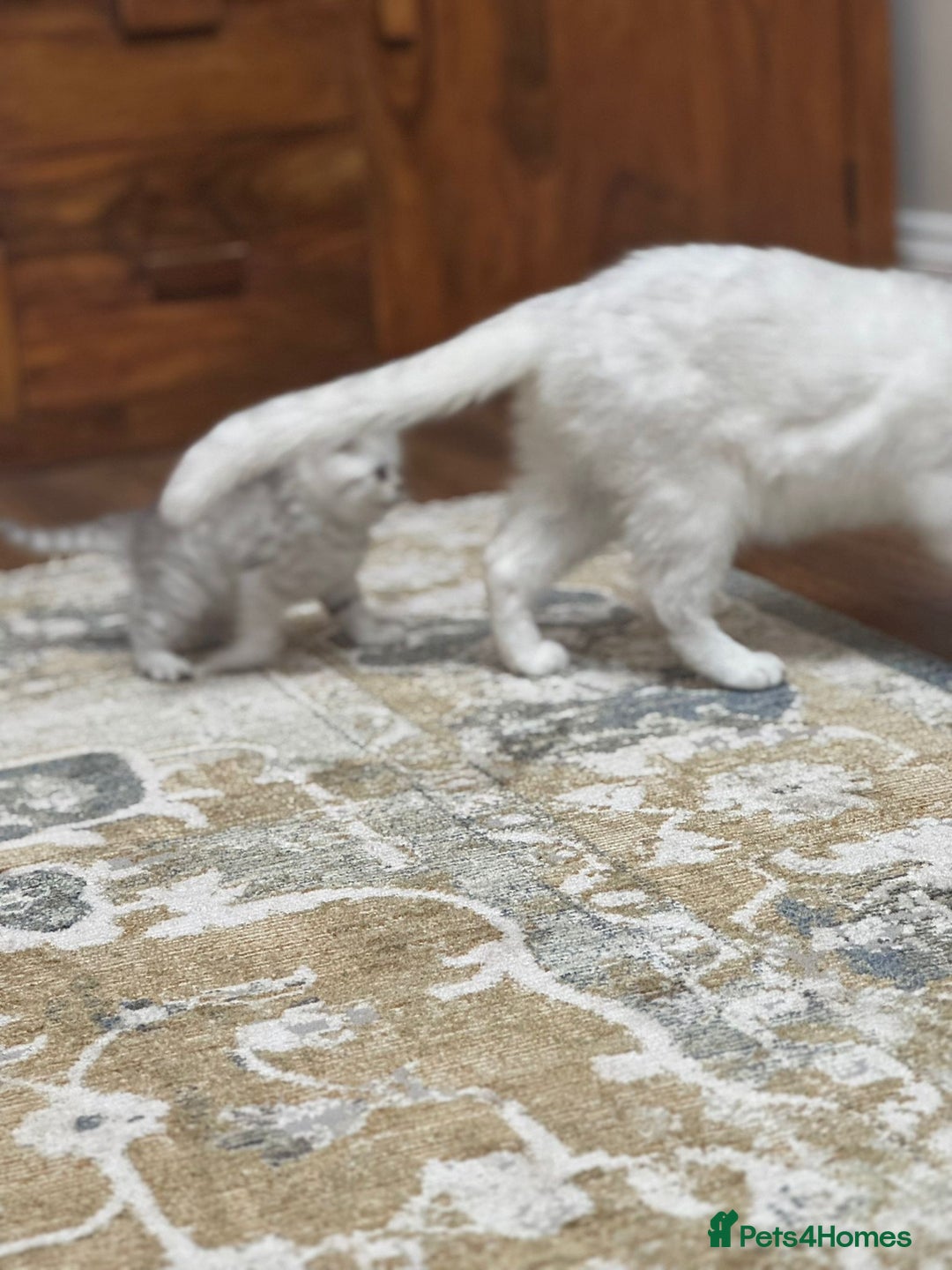 British Shorthair cats for sale: 2 TICA registered BSH kittens  - Image 16