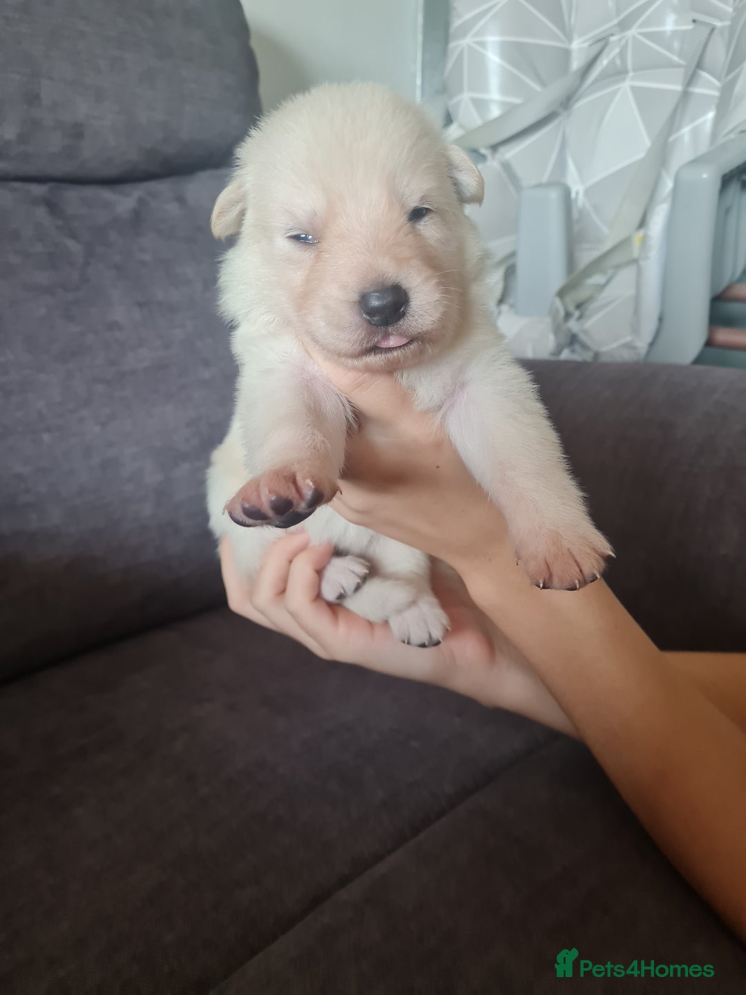 German Shepherd dogs for sale: German shepherd puppies  - Image 21