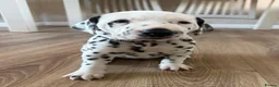 Dalmatian dogs for sale: *1 left please read* Purebred Dalmatian puppies - Advert 23
