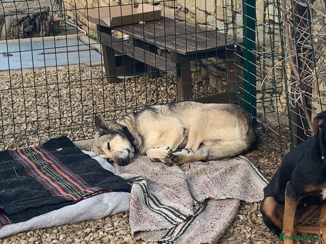 Mixed Breed dogs for adoption: The Duke, 8 yrs approx. Available for adoption. - Advert 28