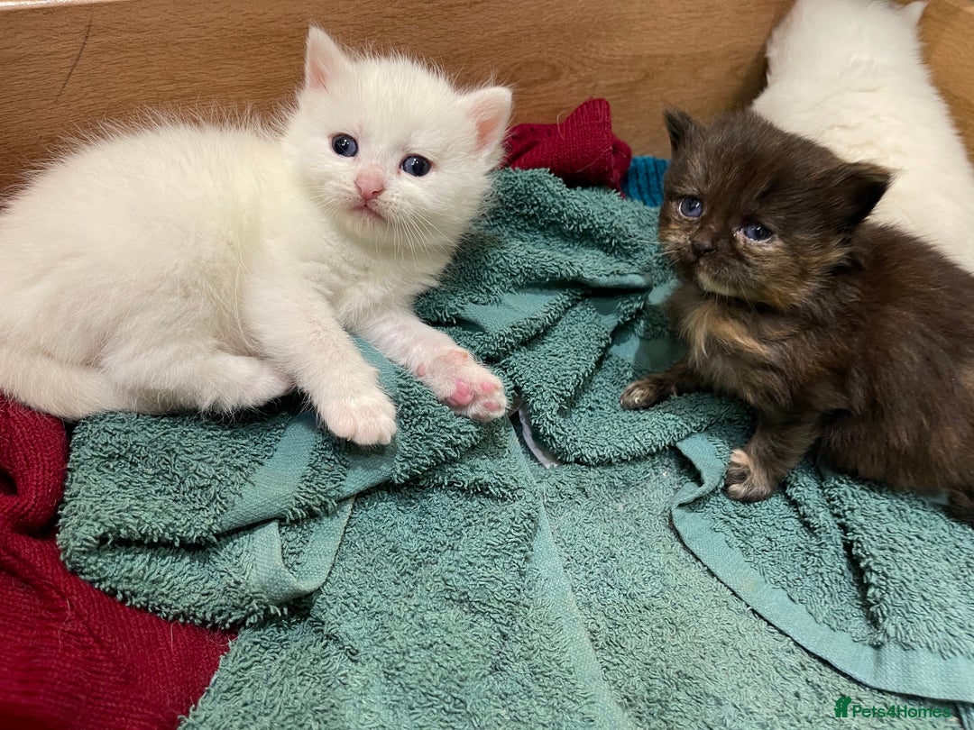 Ragdoll cats for sale: 8 Gorgeous kittens for sale (Reservation) - Image 3
