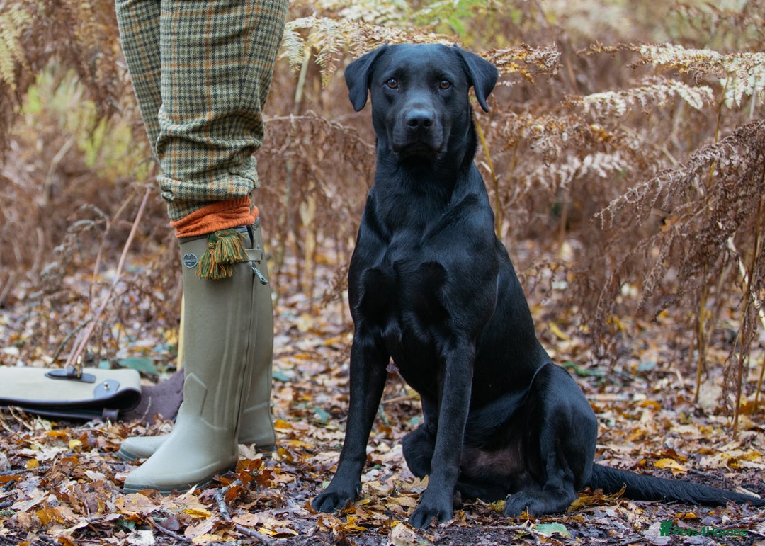 Labrador Retriever dogs for sale: Kc registered, family & working puppies for sale  - Advert 9
