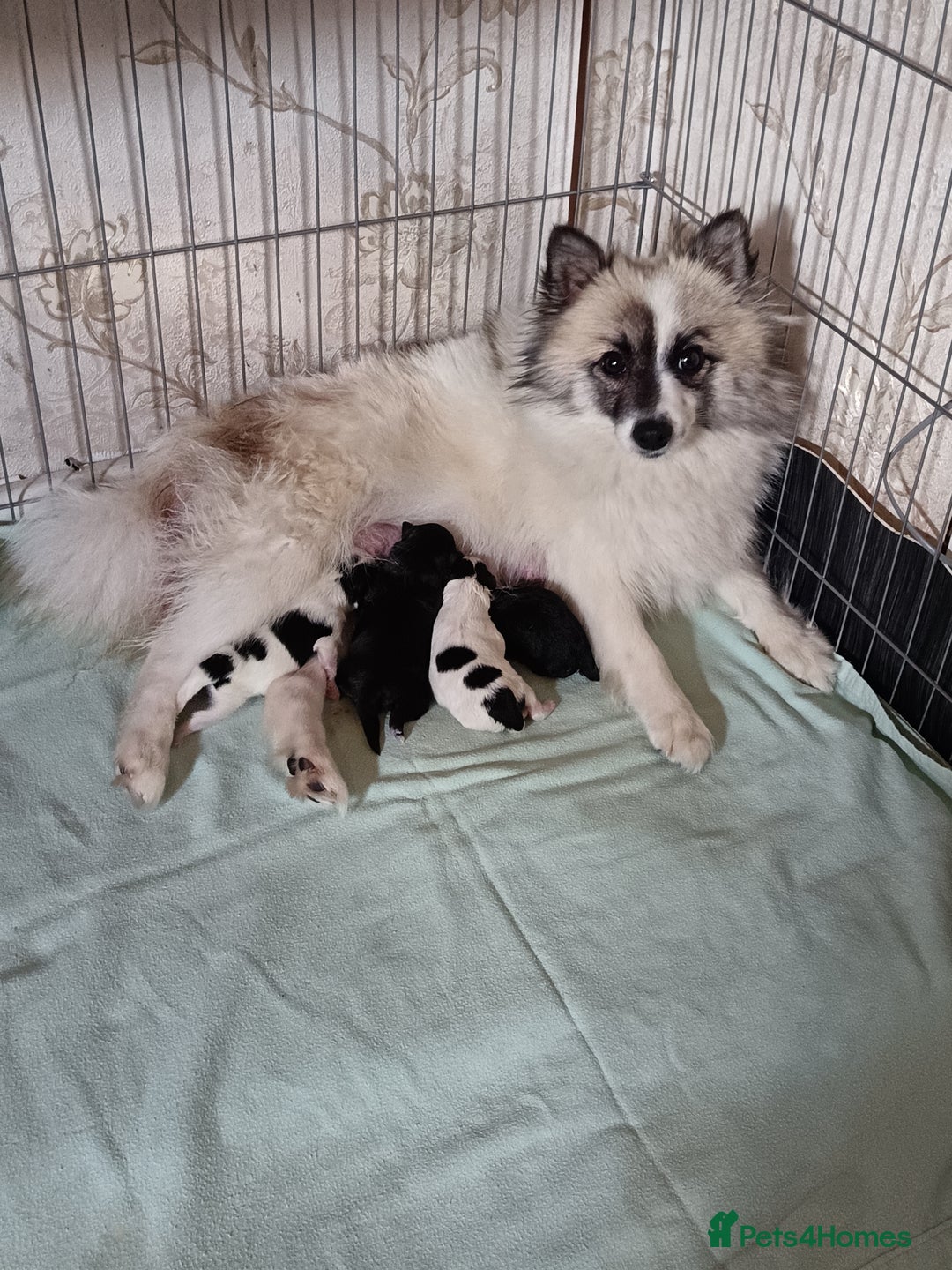 Pomeranian dogs for sale: Barnsley  - Advert 4