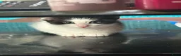 Mixed Breed cats for sale: Lovely litter of mixed short-hair  - Advert 11