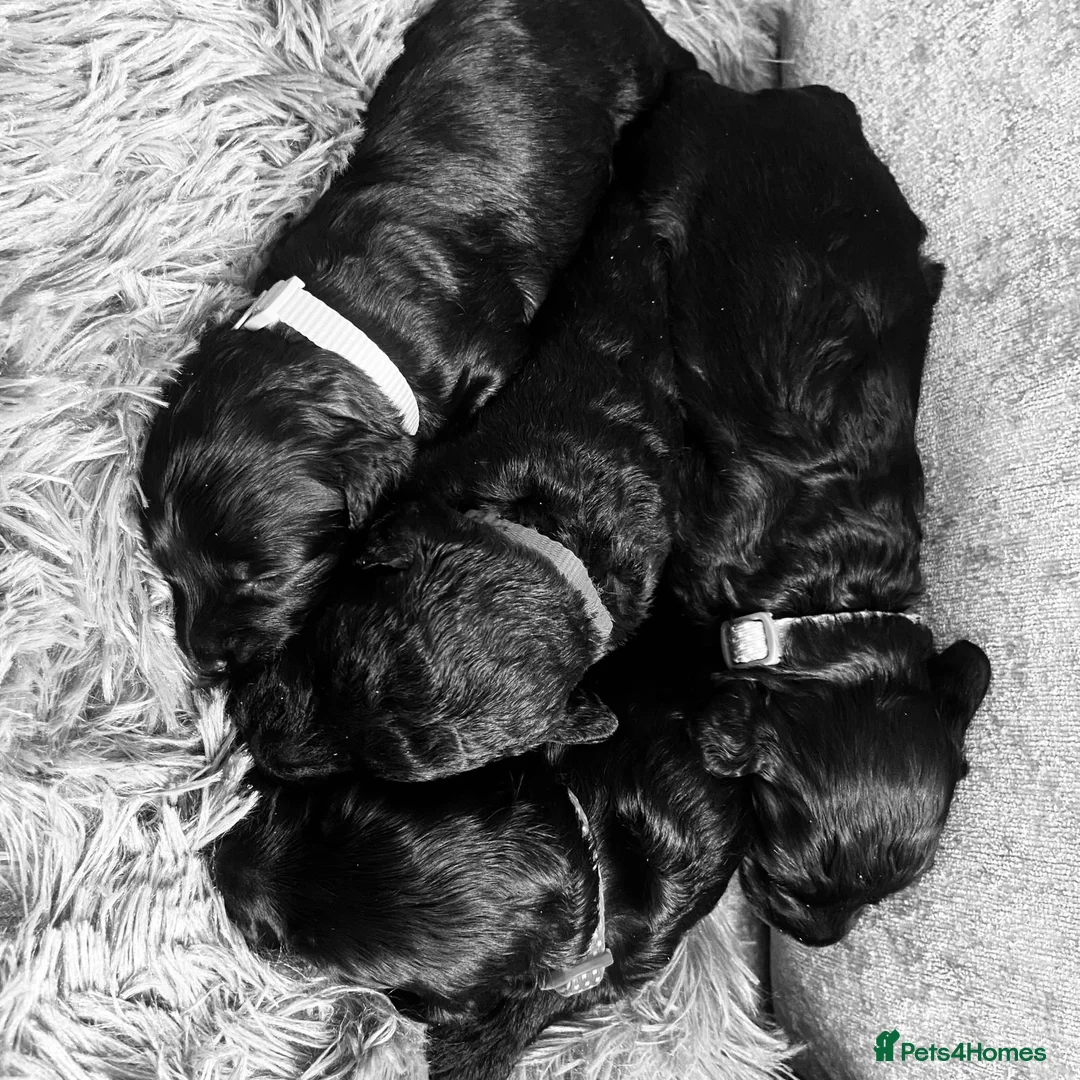 Schnoodle dogs for sale: Black/brown male Schnoodle pups for sale. in Glasgow - Advert 14