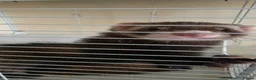 Ferret rodents for sale: 2 male ferrets for sale in Llantwit Major - Advert 3