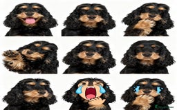 Cocker Spaniel dogs for sale: Adorable and Playful English Cocker Spaniel Puppy - Advert 3
