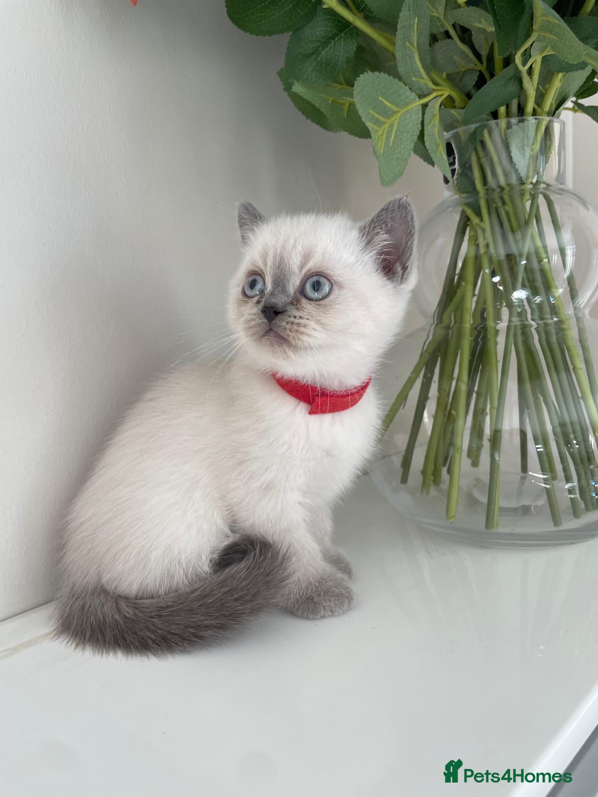 Scottish Fold cats Very Friendly Kittens, Pedigree Scottish Fold  - Advert 14