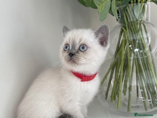 Scottish Fold cats Very Friendly Kittens, Pedigree Scottish Fold - Advert 12