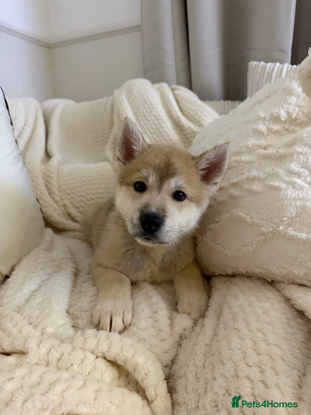 Huskita dogs for sale: READY NOW Huskita Puppies - Advert 8