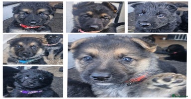 German Shepherd dogs - Advert 3