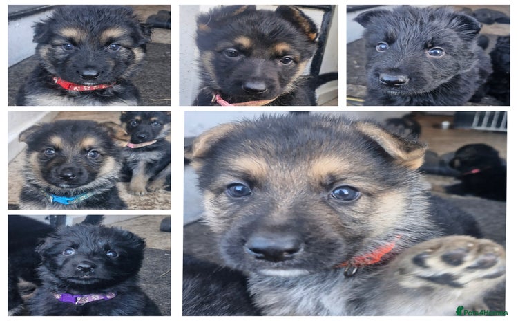 German Shepherd dogs - Advert 1
