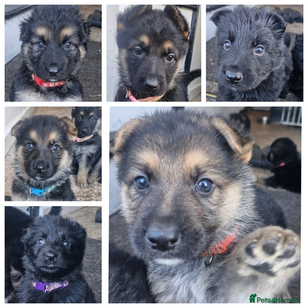 German Shepherd dogs for sale: KC German Shepherd pups LAST 2 BOYS! - Image 12