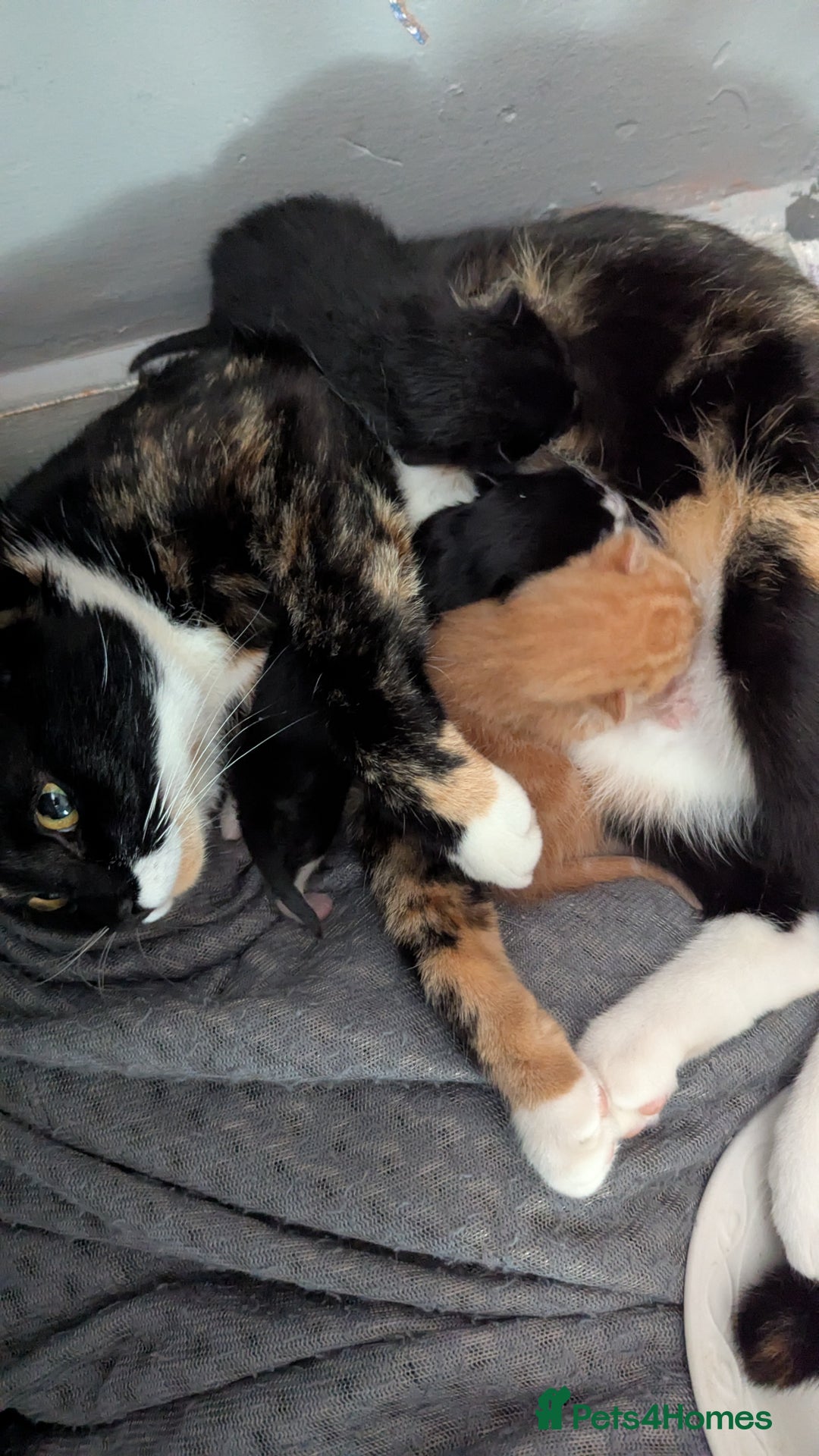 Domestic Shorthair cats for sale: 1 male ginger and 2 female black and white cats - Image 6